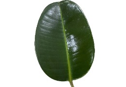 化妝品原料小百科：乙酰殼糖胺樹(shù)葉涂抹小實(shí)驗(yàn)